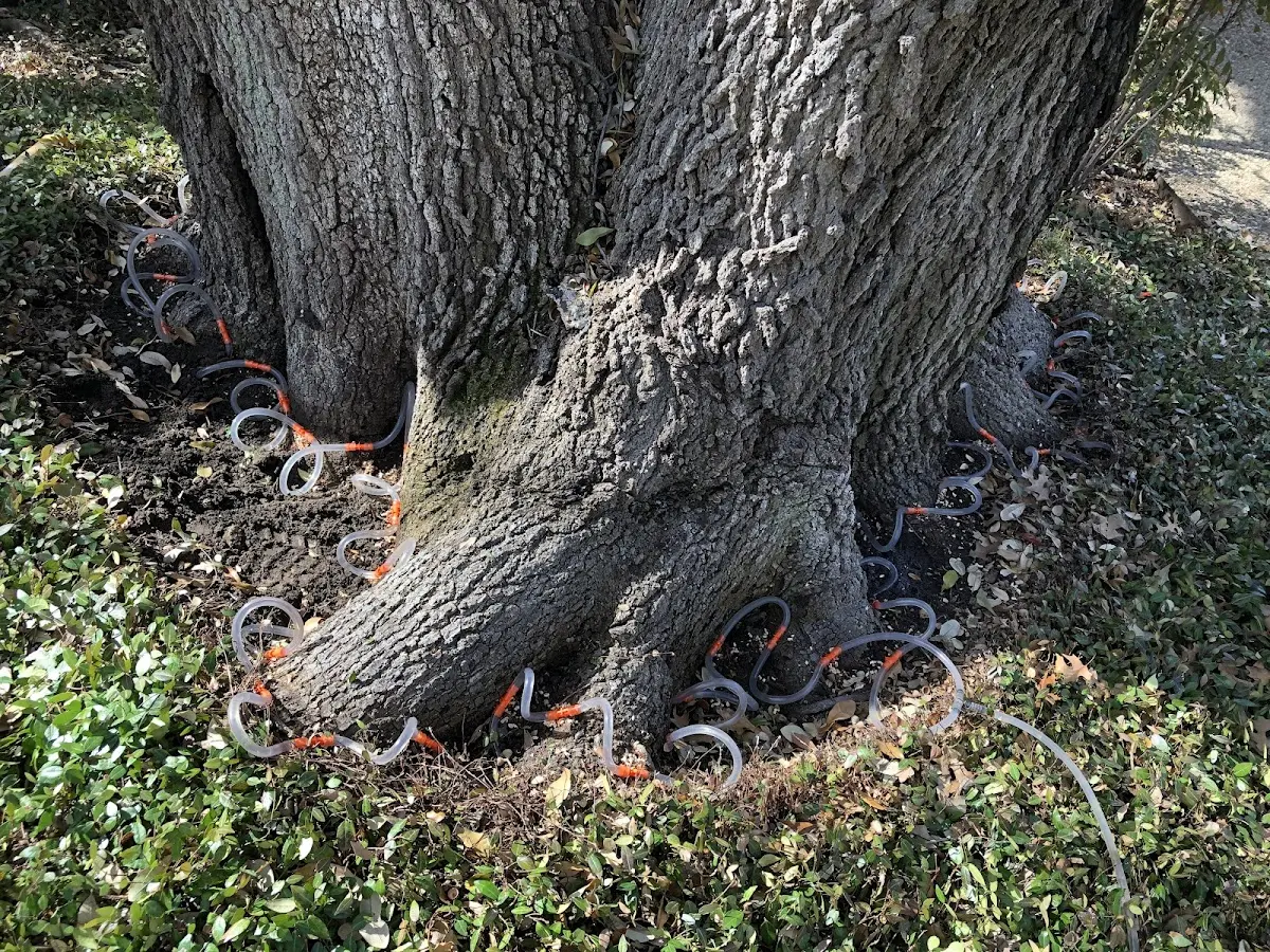 Detailed Tree Cabling and Bracing job site in Sweet Springs
