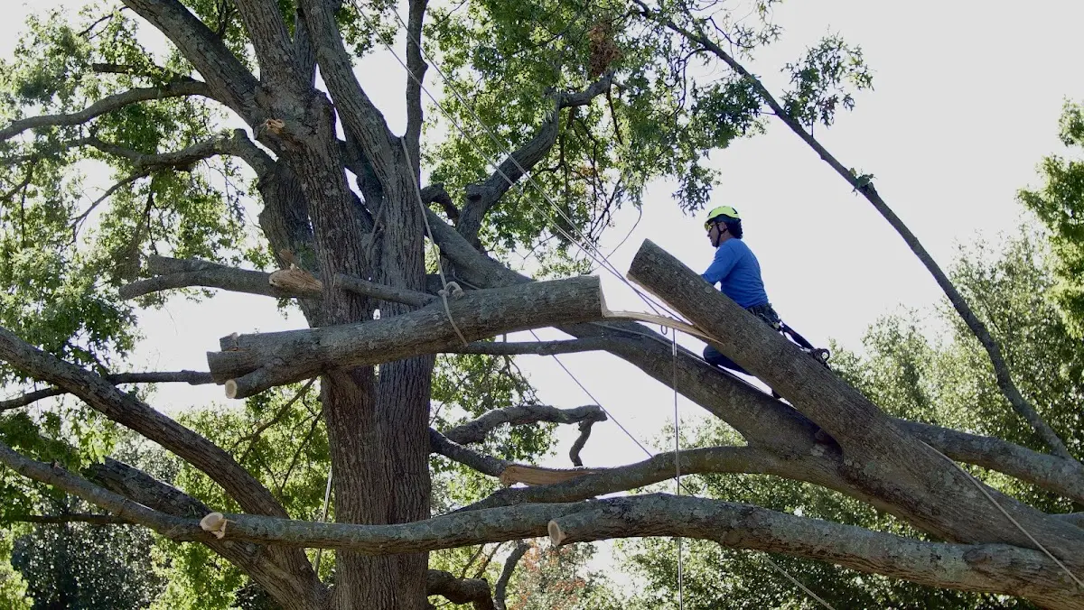 Professional Crown Thinning performed by certified arborists in Sweet Springs