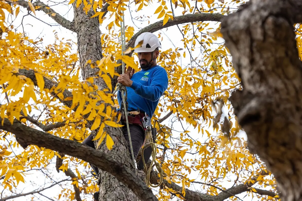 Skilled Tree Pruning crew working in Sweet Springs